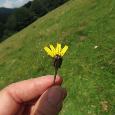 Leontodon hispidus — flower