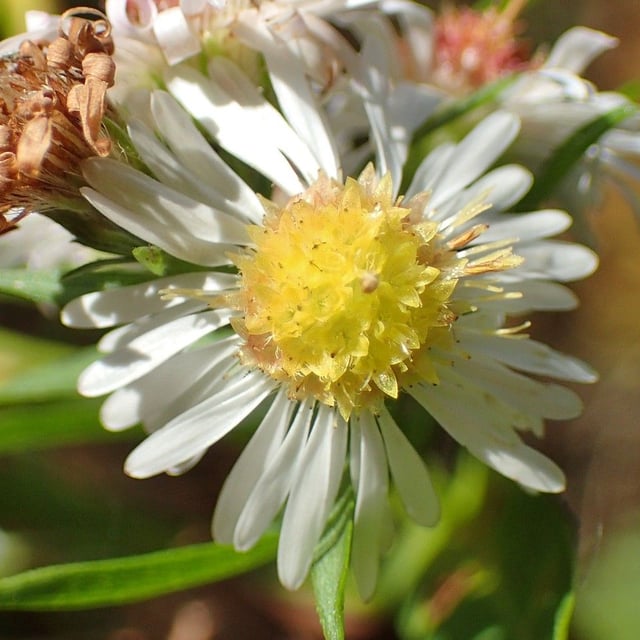 Symphyotrichum × salignum — flower