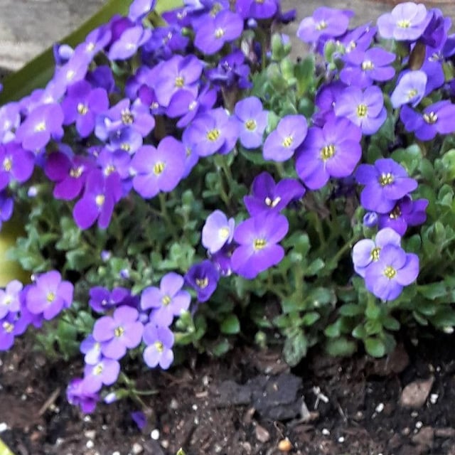 Aubrieta deltoidea — flower
