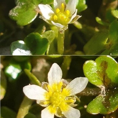 Ranunculus hederaceus — flower