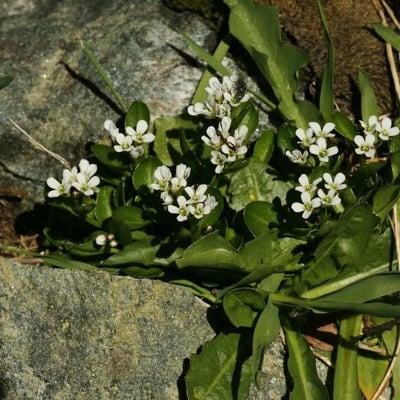 Cardamine bellidifolia — flower