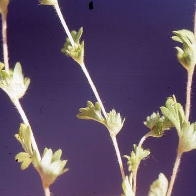 Aphanes australis — flower