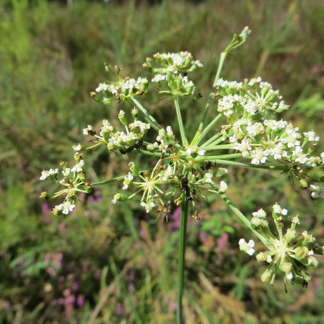 Peucedanum gallicum — flower