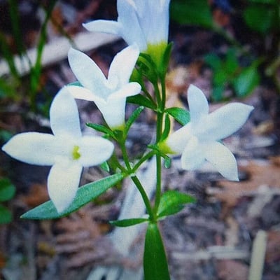 Houstonia longifolia — flower
