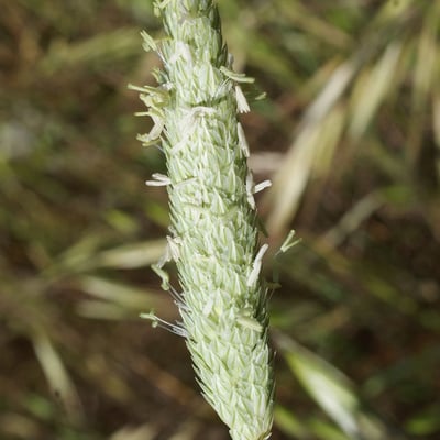 Phalaris aquatica — flower