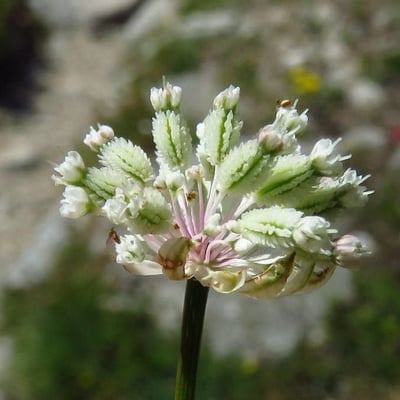 Astrantia minor — flower