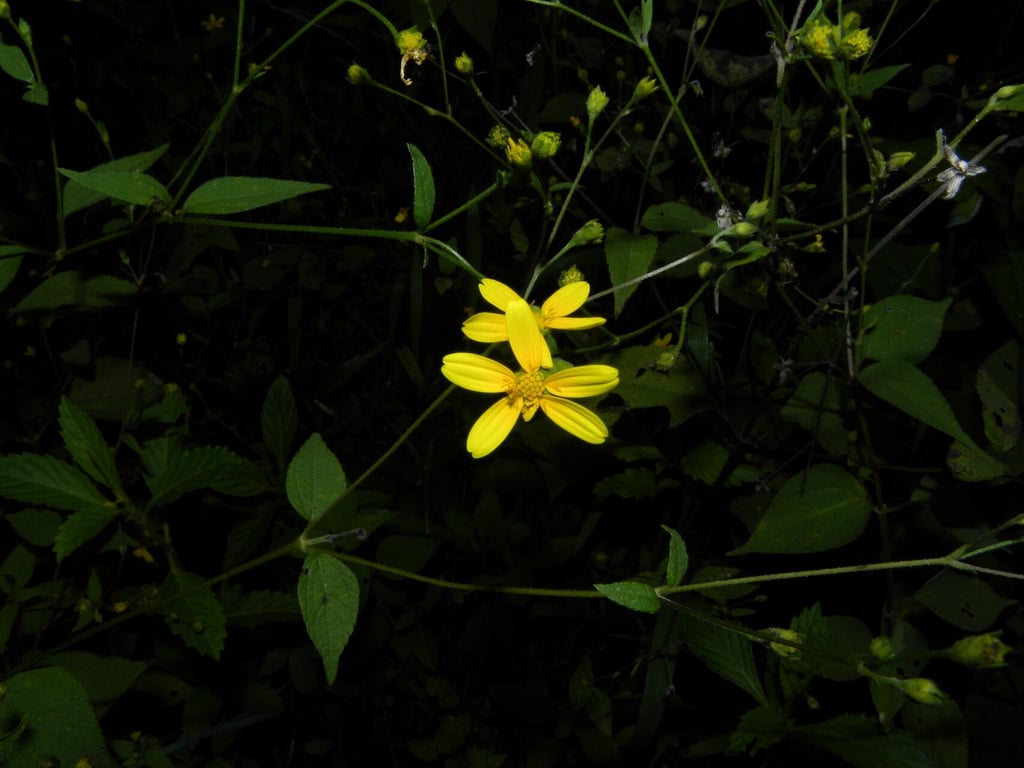 Milleria quinqueflora
