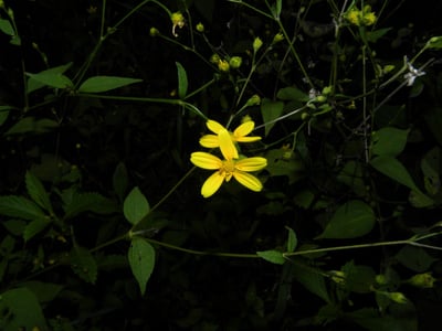Milleria quinqueflora