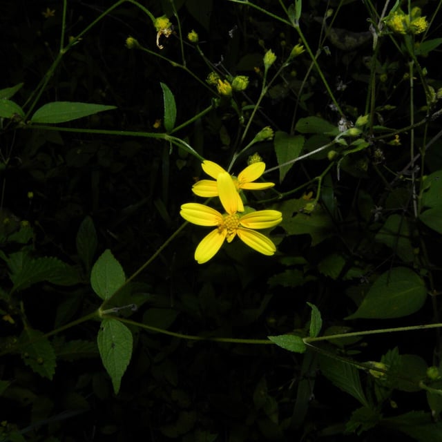 Milleria quinqueflora