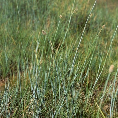 Alopecurus magellanicus — habit