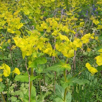Smyrnium perfoliatum — flower