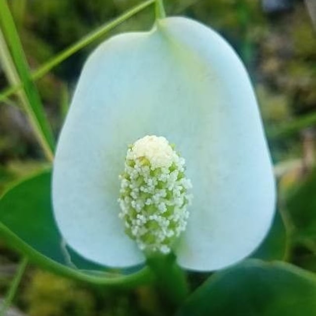 Calla palustris — flower