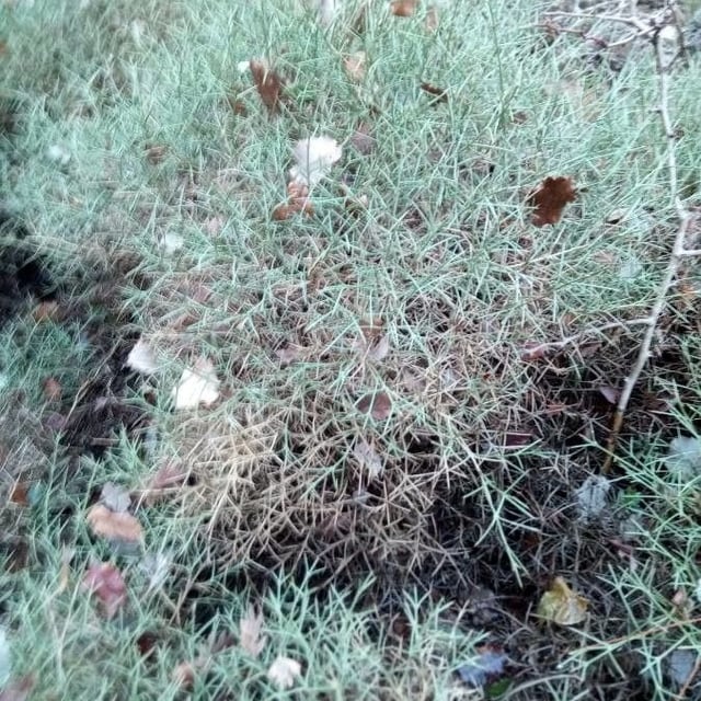 Echinospartum boissieri — leaf
