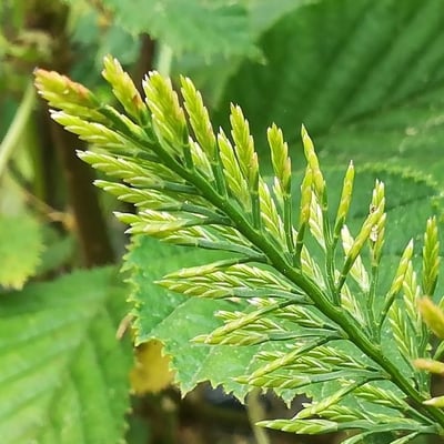 Catapodium rigidum — flower