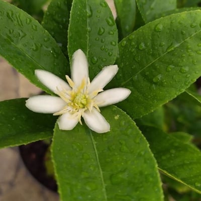 Citrus medica — flower