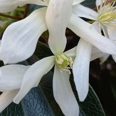 Clematis armandii — flower