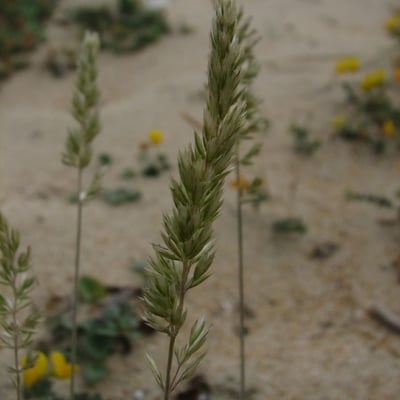 Koeleria glauca — flower