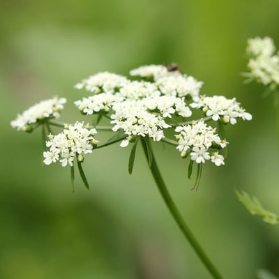 Aethusa cynapium — flower