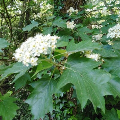 Torminalis glaberrima — flower