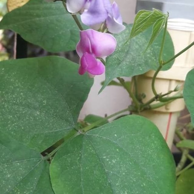 Phaseolus vulgaris — flower