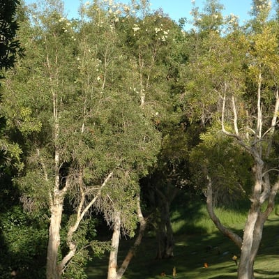 Melaleuca leucadendra — habit