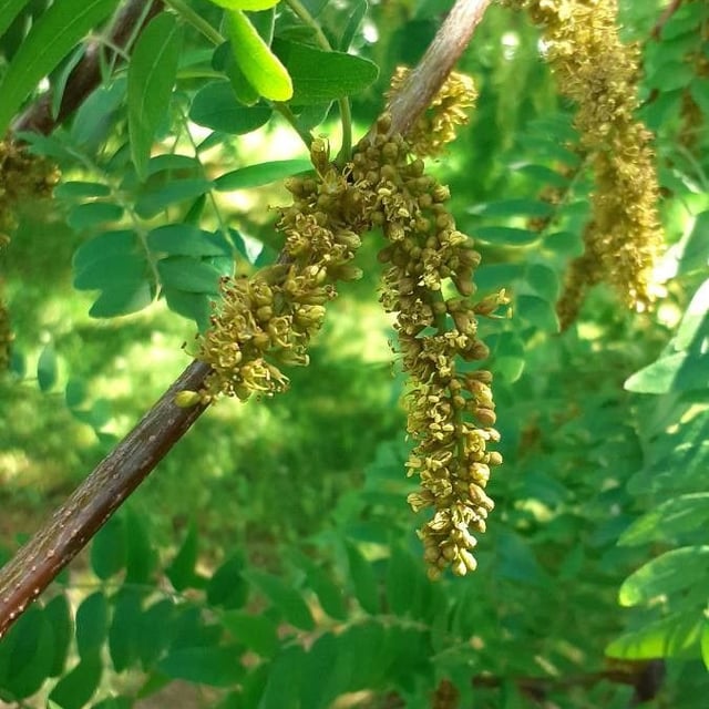 Gleditsia triacanthos — flower