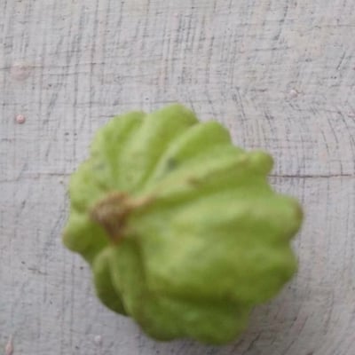 Tectona grandis — flower