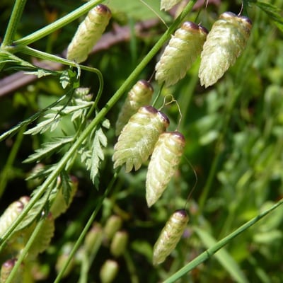 Briza maxima — flower