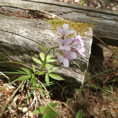 Cardamine bulbifera — flower