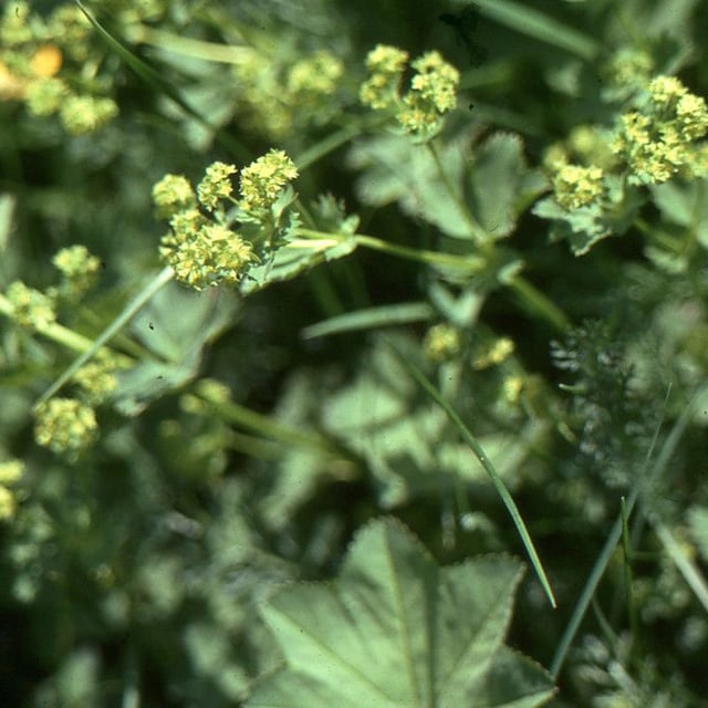 Alchemilla acutiloba — flower