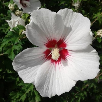 Hibiscus syriacus — flower