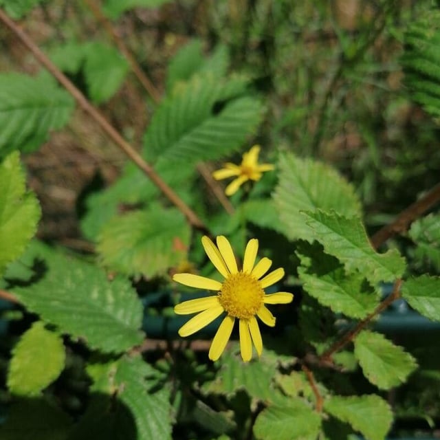 Jacobaea aquatica — flower