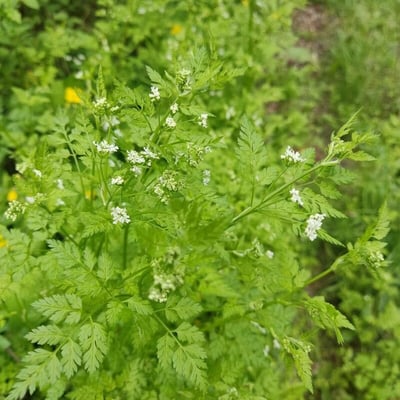 Anthriscus cerefolium — flower