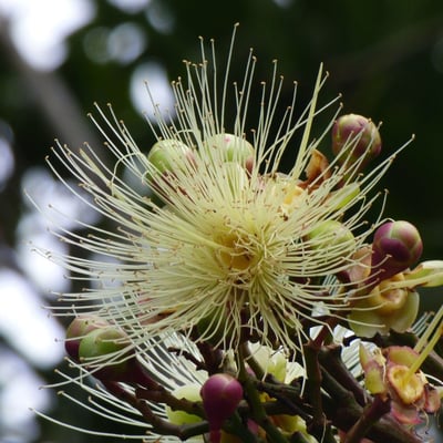 Syzygium jambos — flower