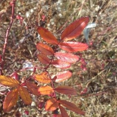 Rosa carolina — leaf