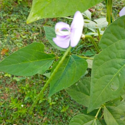 Vigna unguiculata — flower