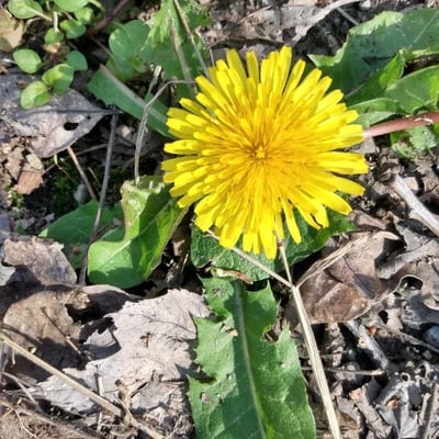 Taraxacum erythrospermum — flower