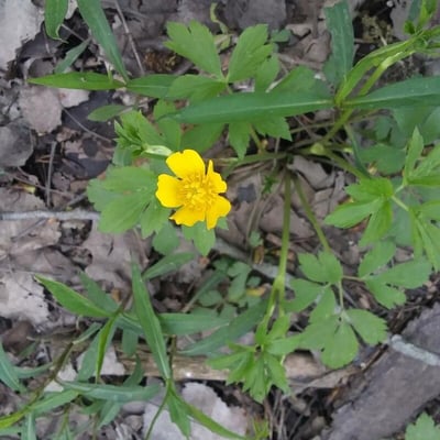 Ranunculus hispidus — flower