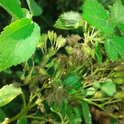 Triumfetta semitriloba — flower