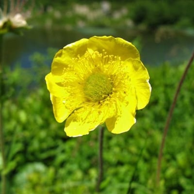 Geum montanum — flower