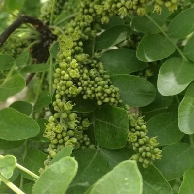 Gleditsia sinensis — flower