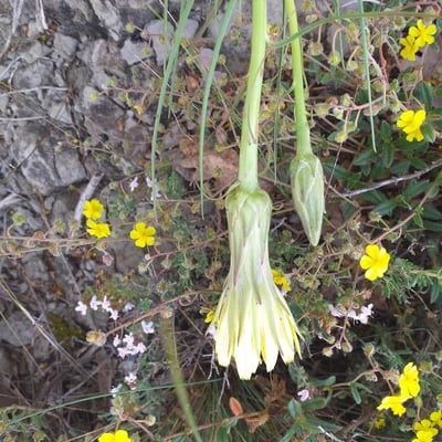 Scorzonera hispanica — flower