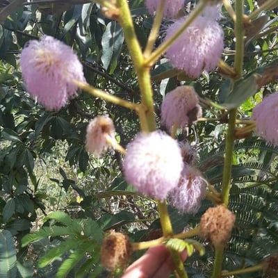 Mimosa pigra — flower
