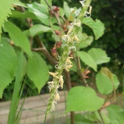 Alopecurus myosuroides — flower