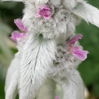 Stachys byzantina — flower