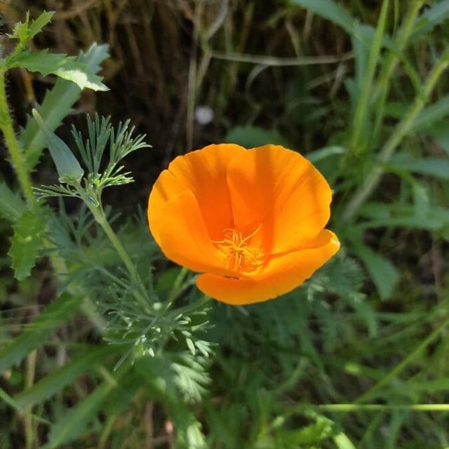 Eschscholzia californica — flower