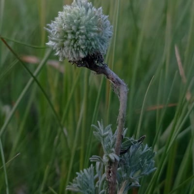 Artemisia frigida — flower