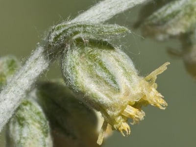 Douglas' sagewort