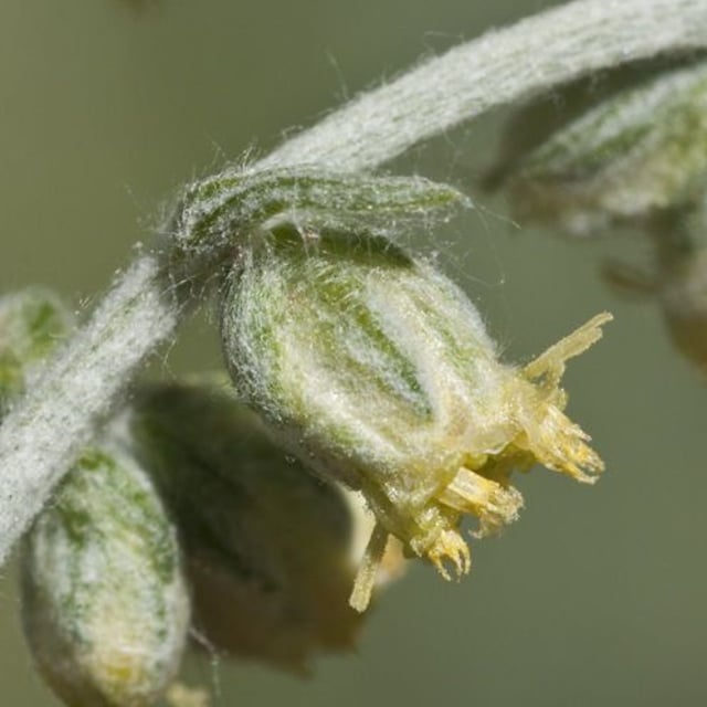 Douglas' sagewort