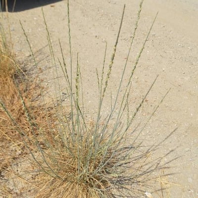 Thinopyrum junceum — leaf